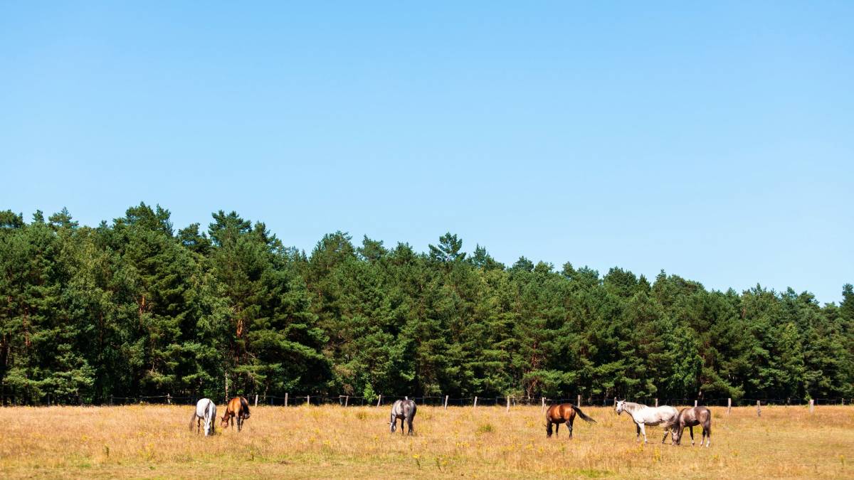 Sennepaarden